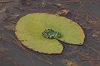 IMG_0917_Frog_on_lily_pad